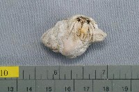 藏品(秀麗硬殼寄居蟹)的圖片